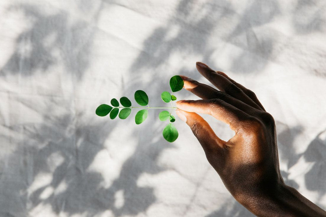 Moringa for PCOS management: natural remedy with hormone-balancing benefits