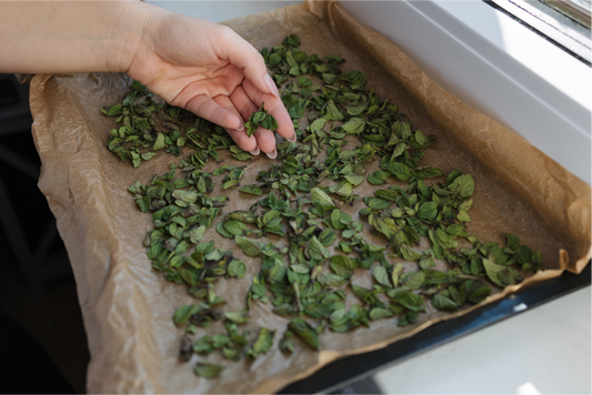 Hand spreading dried Moringa leaves on a baking tray near a window