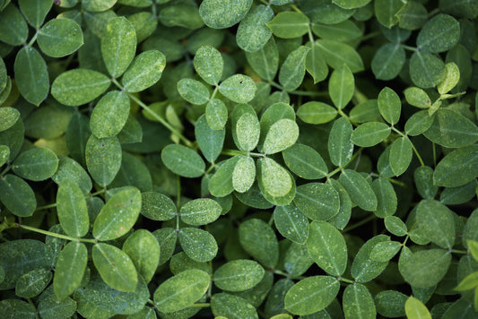 Ways to Lose Weight Without Exercise: Natural Tips with Moringa